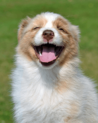 In this example, we take a PNG image of a smiling puppy and multiply it by three, creating a triplet of identical smiling puppies. We arrange the copies side by side, forming a horizontal sequence of the puppies, which takes 960 by 400 pixels in size.