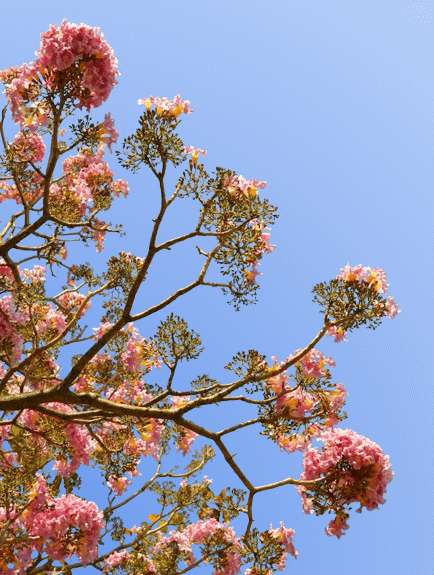 This example replaces the alpha channel in a PNG of a tree blossom with a radial gradient. The utility applies soft blue colors to create a highly realistic light-blue sky. The radial gradient starts in the bottom-left corner with the cornflower-blue color and gradually transitions to the alice-blue color over a depth of 1200 pixels. (Source: Pexels.)