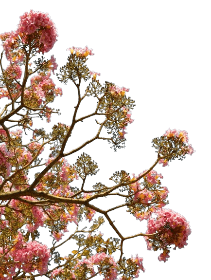 This example replaces the alpha channel in a PNG of a tree blossom with a radial gradient. The utility applies soft blue colors to create a highly realistic light-blue sky. The radial gradient starts in the bottom-left corner with the cornflower-blue color and gradually transitions to the alice-blue color over a depth of 1200 pixels. (Source: Pexels.)