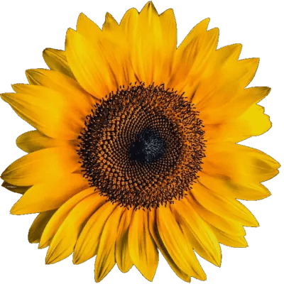In this example, we convert a sunflower picture with a transparent background from the WebP format to the PNG format. Both .webp and .png extensions have the ability to display transparent pixels and the transparency is not lost during the conversion.