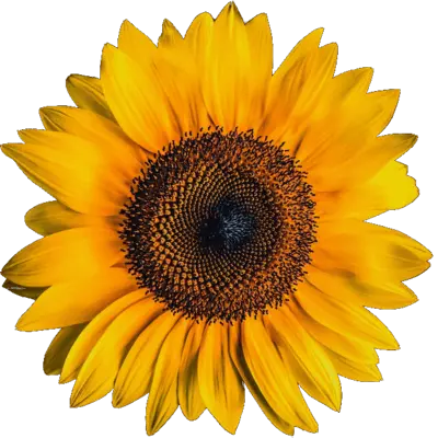 In this example, we convert a sunflower picture with a transparent background from the WebP format to the PNG format. Both .webp and .png extensions have the ability to display transparent pixels and the transparency is not lost during the conversion.