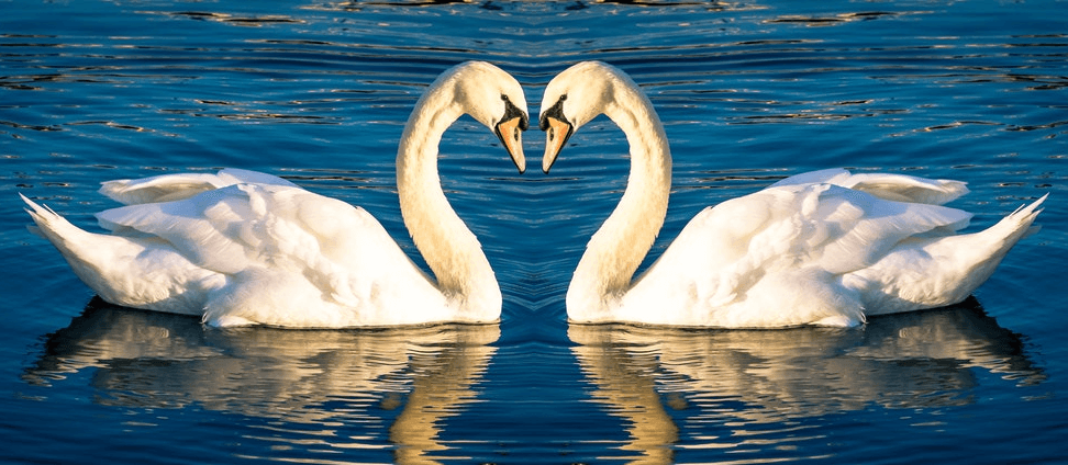This example runs our symmetry program on a single PNG image of a white swan to make a symmetric swans-in-love composition. It places the vertical symmetry axis next to the swan's beak and copies a reverse mirror copy of the swan over to the right side. As a result, we get two swans in love that form a heart with their necks in the center of the image. (Source: Pexels.)