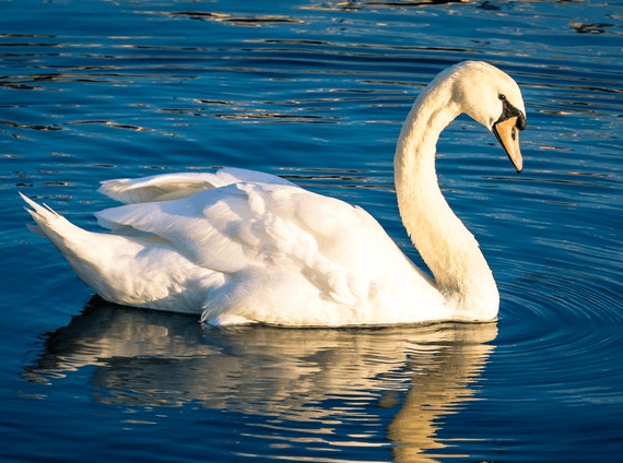 This example runs our symmetry program on a single PNG image of a white swan to make a symmetric swans-in-love composition. It places the vertical symmetry axis next to the swan's beak and copies a reverse mirror copy of the swan over to the right side. As a result, we get two swans in love that form a heart with their necks in the center of the image. (Source: Pexels.)