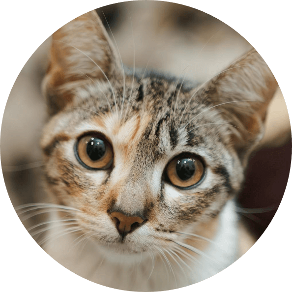 This example removes the round border from a circular PNG avatar. The program measures 45 pixels from the left, right, top, and bottom and removes the border using a circular cropping shape. As a result, we get a round avatar of a tabby cat without the border. (Source: Pexels.)