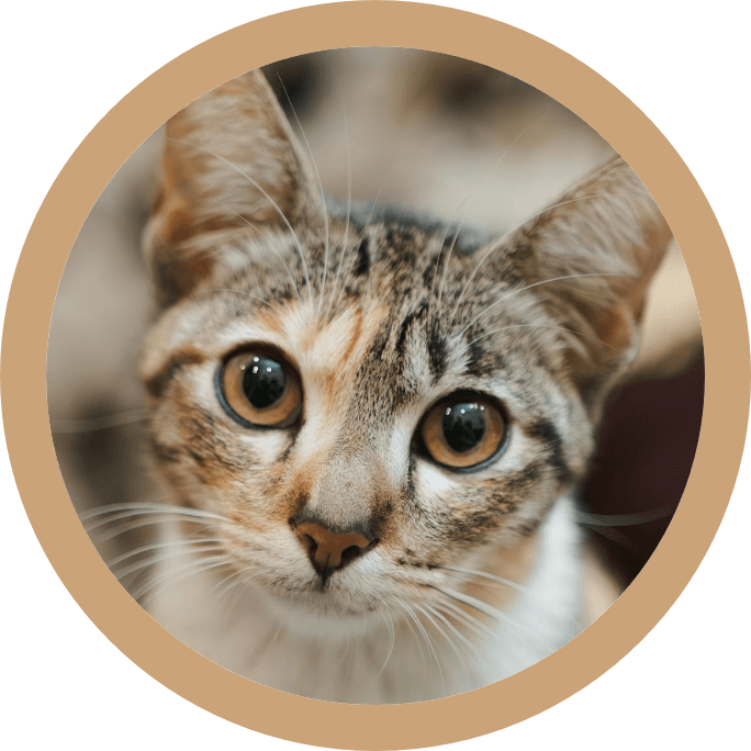 This example removes the round border from a circular PNG avatar. The program measures 45 pixels from the left, right, top, and bottom and removes the border using a circular cropping shape. As a result, we get a round avatar of a tabby cat without the border. (Source: Pexels.)