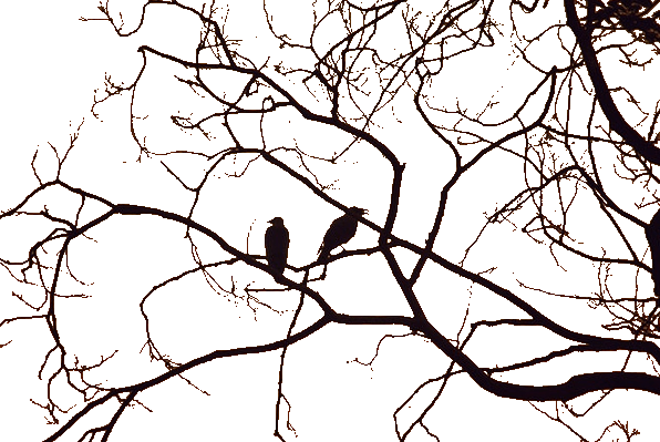 In this example, we delete a dusty orange sky from a PNG picture. We select the background color by clicking on the picture in the input preview and get the color code rgba(197, 98, 144, 255). Since the background has a gradient from hot yellow to dark orange, we increase the color similarity percentage to 23%. As a result, we get a PNG picture with an outline of two birds in a tree and without the background. (Source: Pexels.)