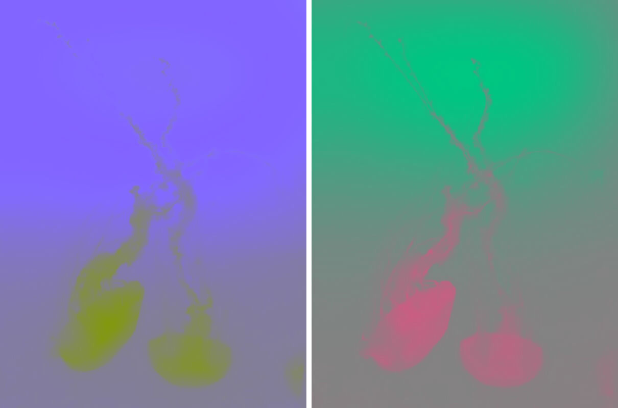 In this example, we transform the PNG images of two jellyfish into two distinct channels of the YCbCr color space: Cb and Cr. The Cb component conveys details related to the blue difference of each pixel, while the Cr component shows information related to the red difference of each pixel. (Source: Pexels.)