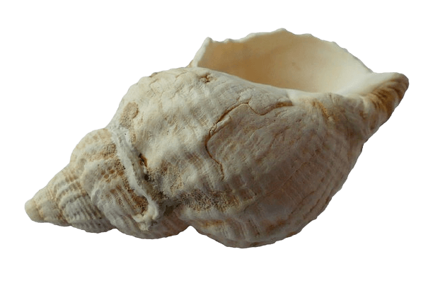 In this example, we create a color scheme for a photo of a conch shell that's placed on a transparent background. We generate the scheme of 7 average PNG color shades. The transparent color, like all others, is included in the extraction and is mixed with other colors, making some of the colors in the output palette semi-transparent. (Source: Pexels.)