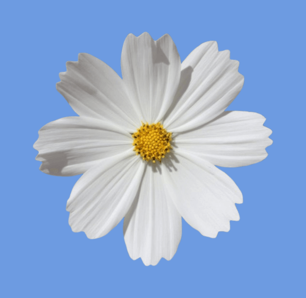 In this example, we center a white flower against a solid blue background. To allow the program to move the flower on this background, we identify it by clicking on the input preview. This action fills the background option with the required light blue shade, rgb(109, 155, 225). We center the flower both horizontally and vertically, preserving its original proportions. (Source: Pexels.)