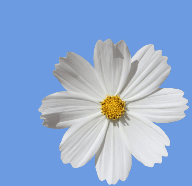 In this example, we center a white flower against a solid blue background. To allow the program to move the flower on this background, we identify it by clicking on the input preview. This action fills the background option with the required light blue shade, rgb(109, 155, 225). We center the flower both horizontally and vertically, preserving its original proportions. (Source: Pexels.)