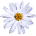 In this example, we're working with a tiny square PNG image of a white daisy. The width and height of the PNG image are 40 pixels each, and the file size is only 981 bytes, which is less than 1 kilobyte. The image contains only 1600 pixels and the compression density is 1.63 pixels per byte. (Source: Pexels.)