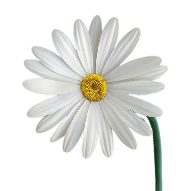 In this example, we create a radial gradient of four colors and make it the background of a PNG photo of a flower. The gradient starts at the top left corner and extends 500 pixels into the photo, going to the bottom right corner. The first color is mintcream, the second is lightskyblue, the third is royalblue, and the fourth is navy. (Source: Pexels.)