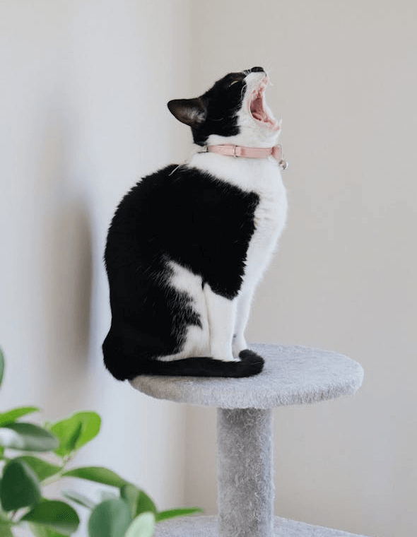 In this example, we apply the pixel block sorting algorithm to rows of pixels in a PNG image of a yawning cat. We set the pixel size to 10 pixels, which divides the PNG into blocks of 10-by-10 pixels, and sort these blocks horizontally from dark shades to light shades. (Source: Pexels.)