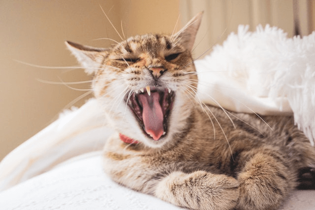 This example converts a multi-colored PNG image of a yawning cat into a PNG image made of only two color tones. The program analyzes the color palette of the PNG and automatically selects the two main colors for the output. They are the rosy-brown color and the gainsboro color, so the entire output image is displayed using only these two tones. (Source: Pexels.)
