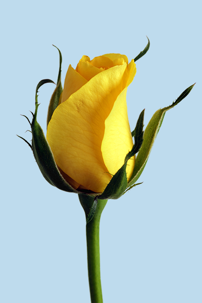 This example finds all transparent pixels in a PNG photo of a yellow rose and makes the PNG opaque by replacing these transparent areas with a light blue color.
