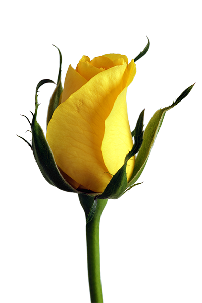 This example finds all transparent pixels in a PNG photo of a yellow rose and makes the PNG opaque by replacing these transparent areas with a light blue color.