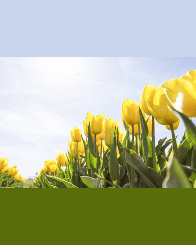 In this example, we load a horizontal PNG of a tulip field as input and convert it to a vertical PNG as output. To do this, we use the custom mode, in which we set the exact dimensions that we need. We also enable the mode for adding filled areas, and set the sky blue color for the top area and the green color for the bottom area. (Source: Pexels.)